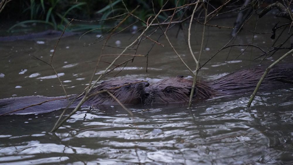 Two beavers swim alongside each other in a muddy pond
