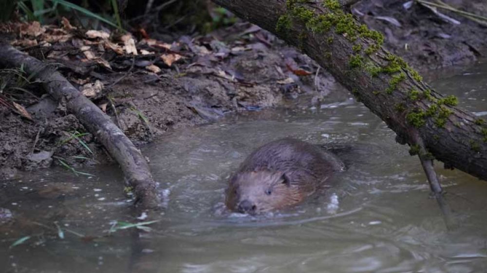 Adult Beaver in flooded area Archers Wood