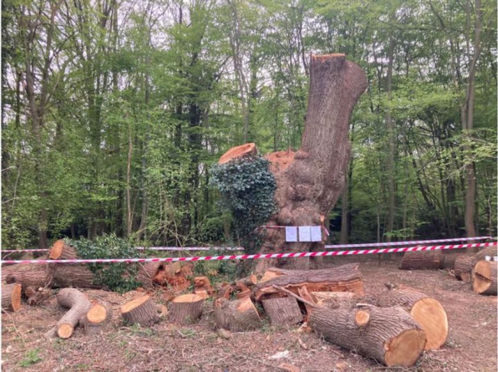 The damaged Whitwebbs Oak Tree surrounded by safety tape