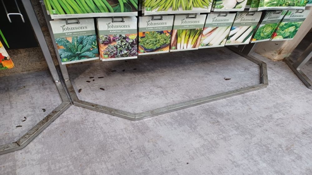 Rat droppings on shop floor 