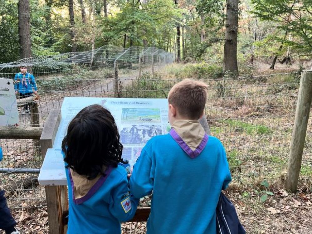 Beavers looking at signage at the beaver trail