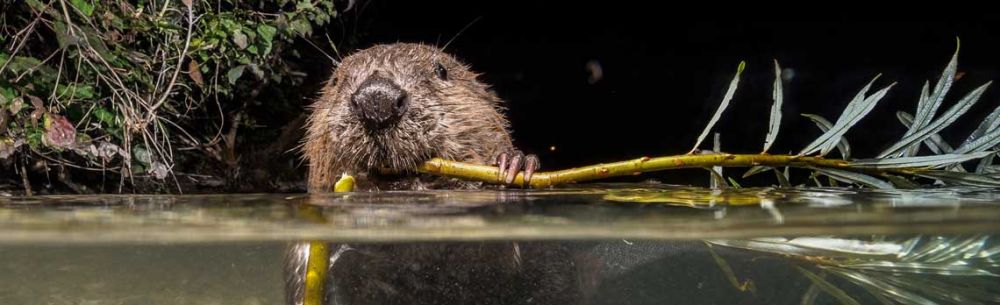 The Eurasian beaver makes a return to Enfield after 400 years