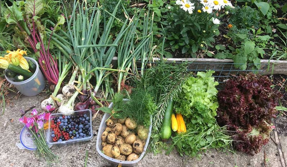Summer harvest courgettes, potatoes, blueberries, spring onion, lettuce, beetroot, rosemary and dill