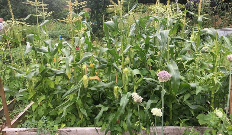 Sweetcorn almost ready to harvest