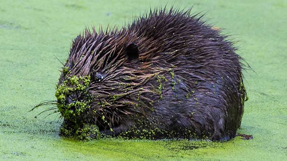 Baby Beaver in its pond covered in duck weed