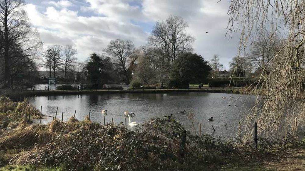 Broomfield Park and lake with birds on the water on an autumn day