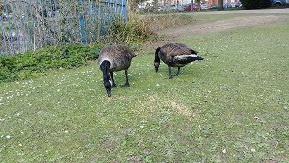 Two oiled geese