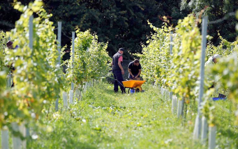 two people work in a vineyard of immature vines