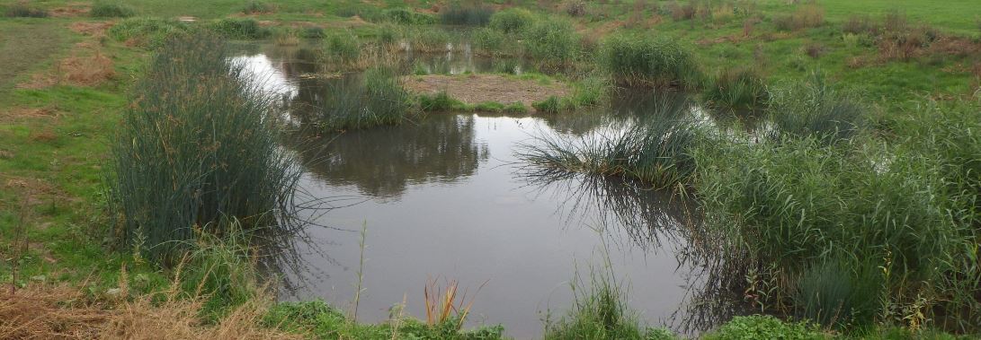 Wetlands near Durants Park in Enfield
