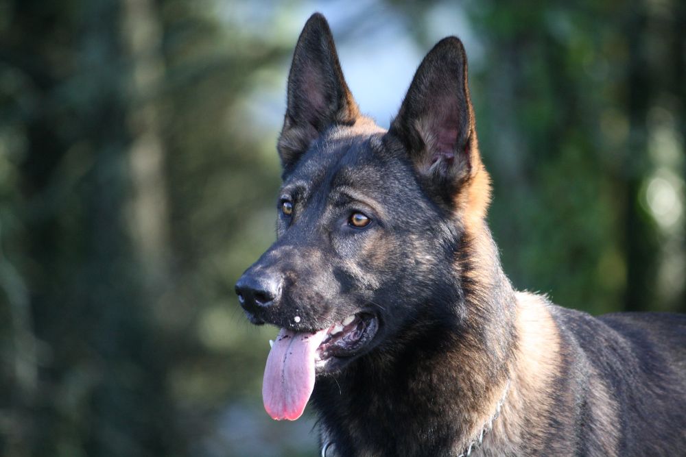 German Shepherd dog